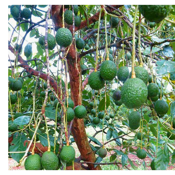 Cây giống bơ hass mỹ