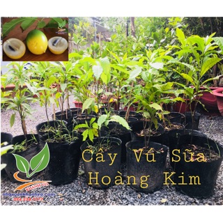 Cây giống vú sữa vú sữa hoàng kim
