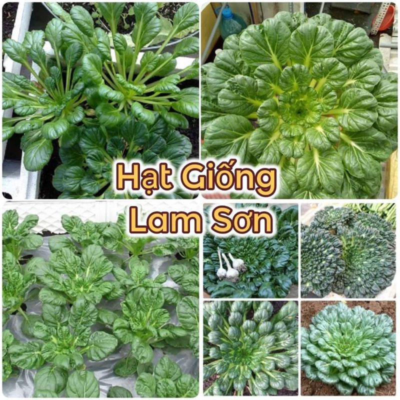 HẠT GIỐNG CẢI HOA HỒNG - Loại Cải Giòn Ngon, Giàu Chất Dinh Dưỡng.