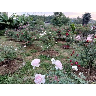 Nước hoa hồng dưỡng da