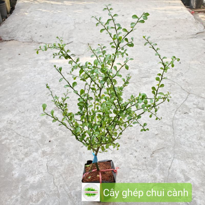 [Ảnh thật]-☘️Cây Giống Chanh Ngón Tay Úc _ CÂY TO CAO 60_80cm_Cây ghép chui cành nhanh trái thích nghi tốt☘️