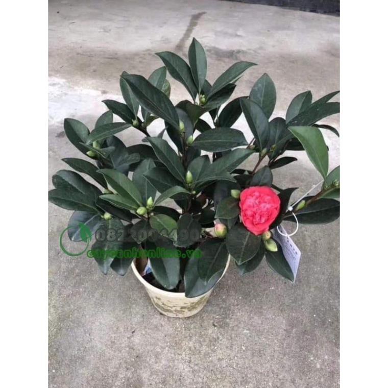 Hoa TRÀ MY TỨ QUÝ gửi đi nguyên chậu, loại hoa cực quý nở hoa 4 mùa + Tặng 02 cây nhót ngọt