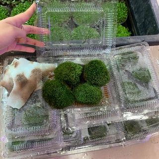 Rêu Mini Fiss Bám Đá - Mini Fiss Viên Thuỷ Sinh - viên rêu minifiss - trang trí bể thủy sinh - bể tép