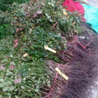 Hồng dễ trần 30 cây