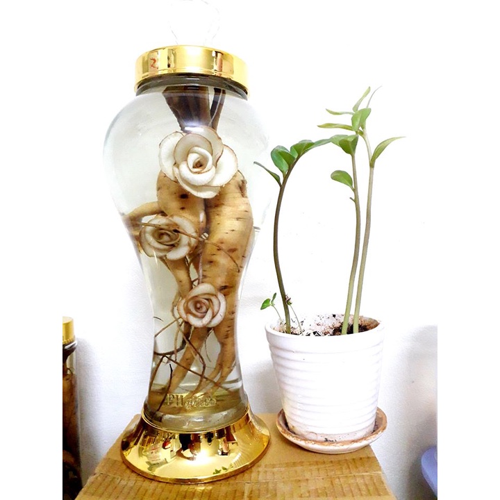 Hạt giống nhân sâm bố chính - Gói 50 hạt ( Tặng gói kích thích hạt nảy mầm )