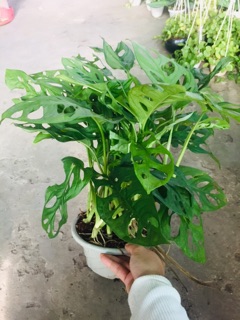TRẦU BÀ LÁ LỔ
