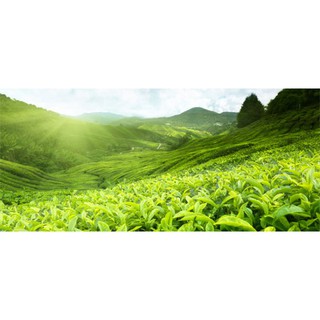 Sỉ Sữa Rửa Mặt Innisfree Trà Xanh