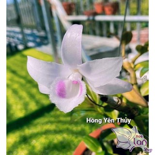 Lan phi điệp 5ct cây giống năm 2