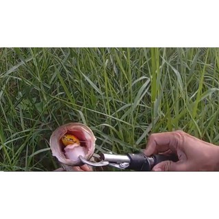Nhái Hơi Thái lan Monter R7