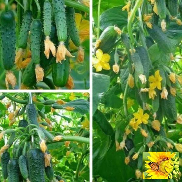 Hạt giống Dưa chuột chùm IRASEL F1 siêu trái