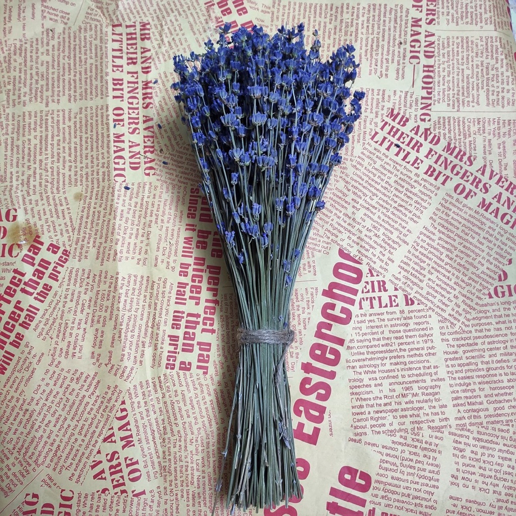 Bó hoa khô lavender oải hương (bó 100/200/300 cành)