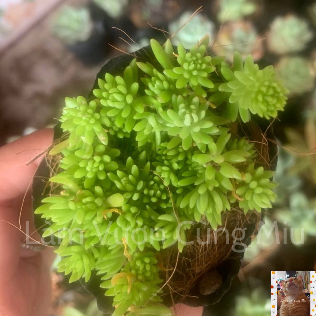 Sen Đá Sedum Cọ  Size Bầu