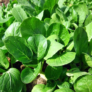 Hạt Giống Cải Ngọt gói 100 gam