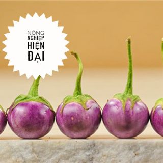 Hạt Giống Cà Pháo Tím (0,5gram)