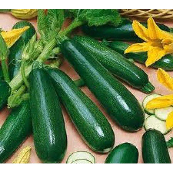 Hạt giống bí ngồi Xanh