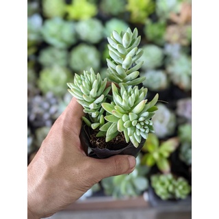 Sen đá chuỗi ngọc đứng size bầu
