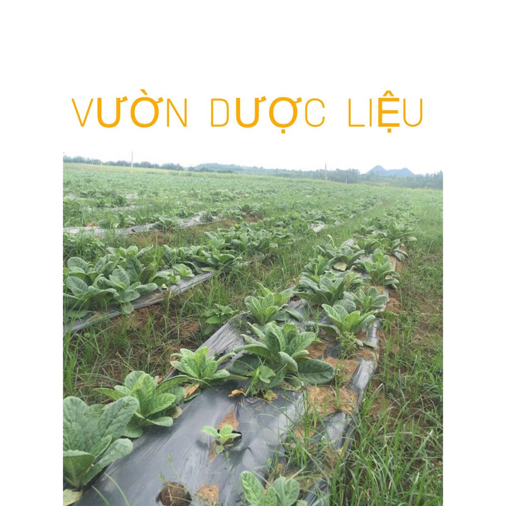 BỘ DẦU GỘI THẢO MỘC TRỊ GÀU, NẤM DA ĐẦU, TRỊ RỤNG TÓC , KÍCH THÍCH MỌC TÓC, PHỤC HỒI TÓC HƯ TỔN: