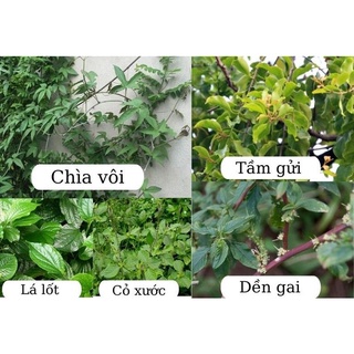 bâu cây chìa vôi giống ( cây Bạch liễm, Bạch phấn đằng)