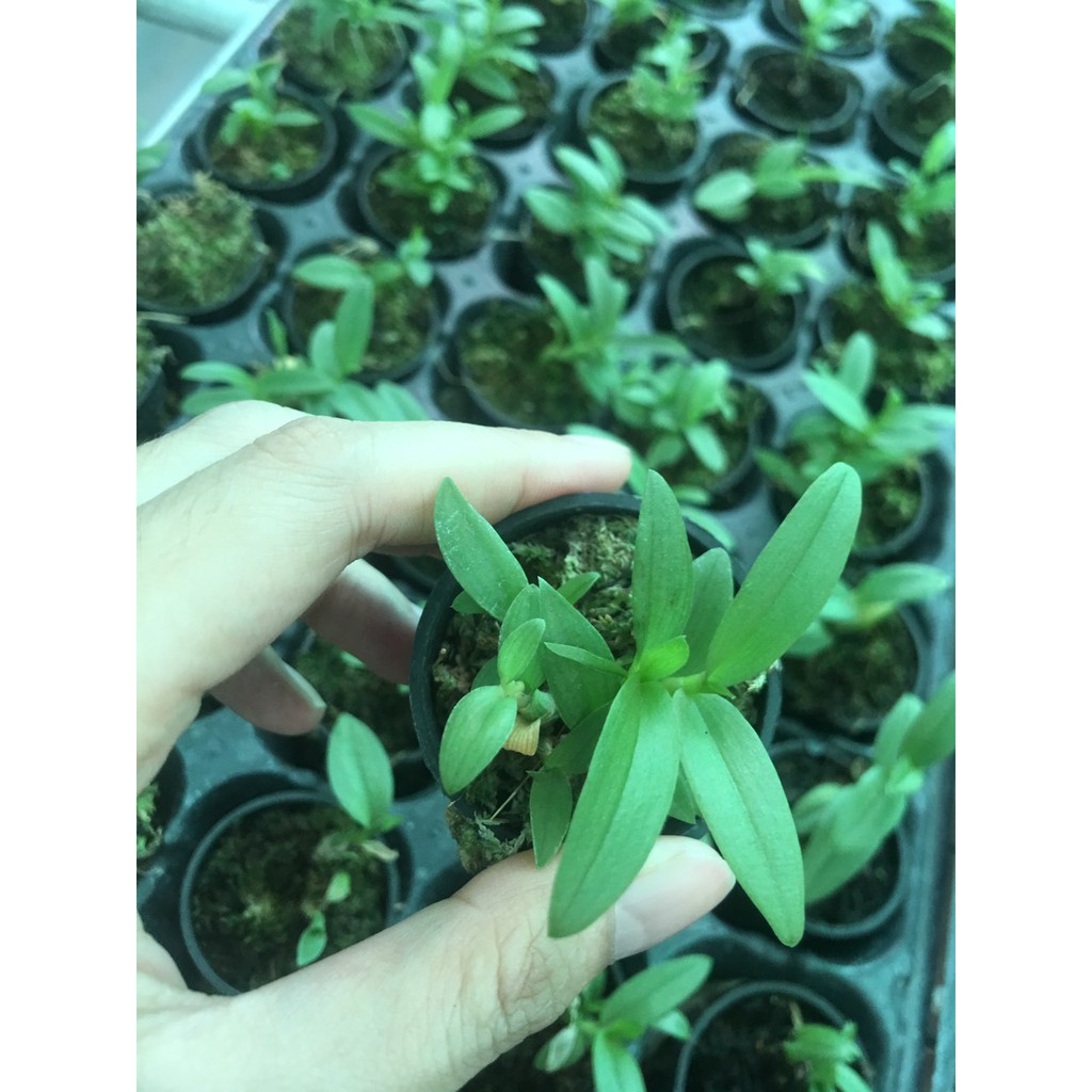 Hoa lan Phi điệp DI LINH NÙ TALI