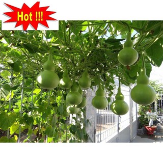 Hạt giống Bầu hồ lô (lớn, tí hon)