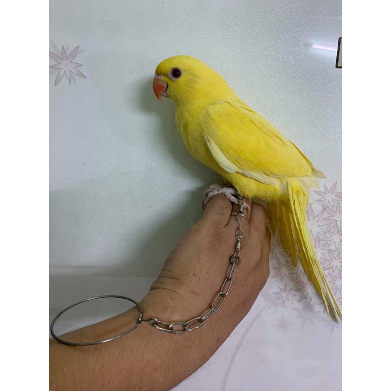 Xích hàn inox cho chim vẹt # 20cm.