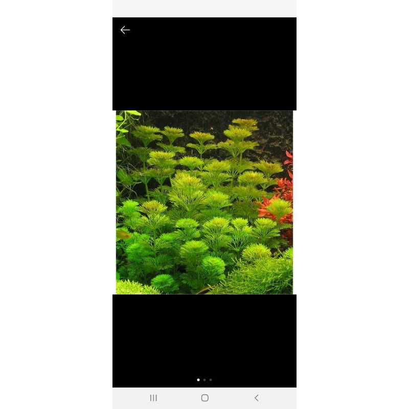 Rong tiểu bảo tháp