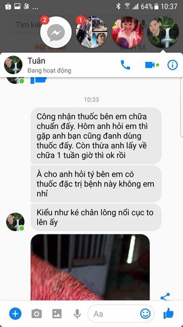 Cao dán lậu đế ké chậu  - Cho Gà Chọi 🐔🐔🐔