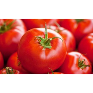 HẠT CÀ CHUA TRÁI TRÒN F1 MONGAL - GÓI 0,5 GRAM