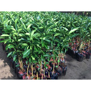 Cây Cam Cara Ruột Đỏ (Cam Úc)