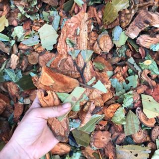 Combo 2kg lá tắm sau sinh của người dao đỏ