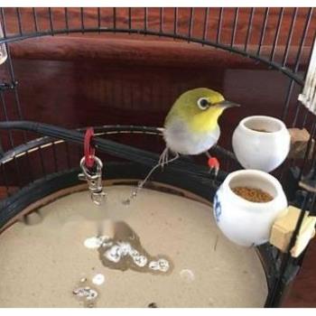 Dây Xích Chân Chim Đơn - Đôi Cho Chích Chòe, Chào Mào, Cu Gáy, Chim Khuyên,...Xích Thuần Chim Cảnh Chất Liệu Dù Bền Đẹp