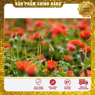 Hạt Giống Hoa Hông Tỉ Muội(20 hạt)