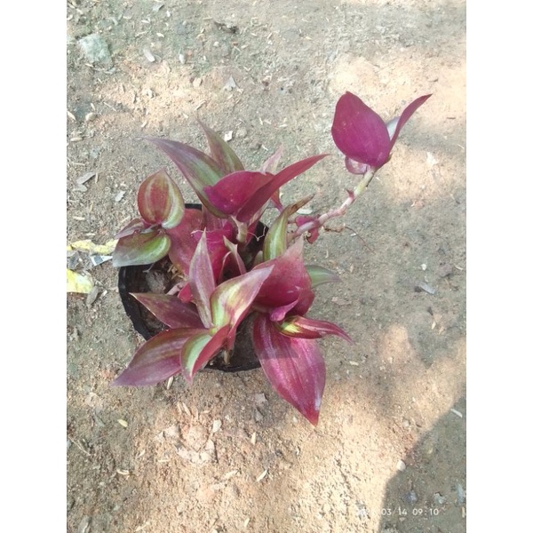 Cây giống cây thài lài tím 1 cây