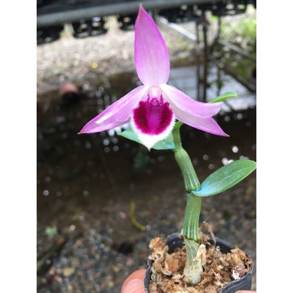 hoa lan chớp mỹ lai