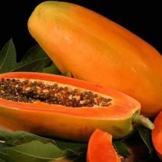 sản phẩm CÂY GIỐNG ĐU ĐỦ