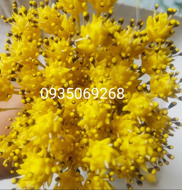 Nhụy hoa sao nhái(10sp)