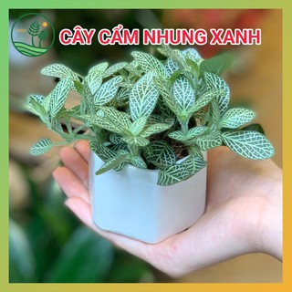 Cây Cẩm Nhung May Mắn Để Bàn