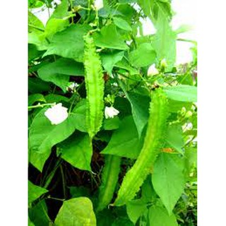 HẠT GIỐNG ĐẬU RỒNG CAO SẢN
