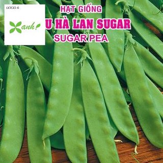 Hạt giống Đậu Hà Lan