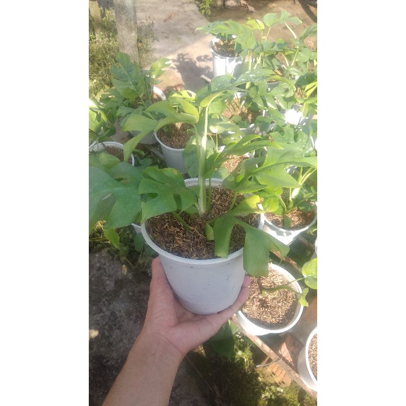 trầu mons mini