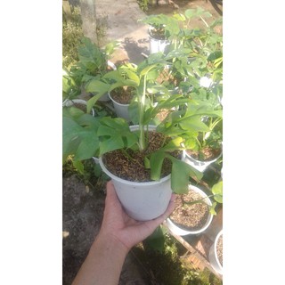 Trầu mons mini