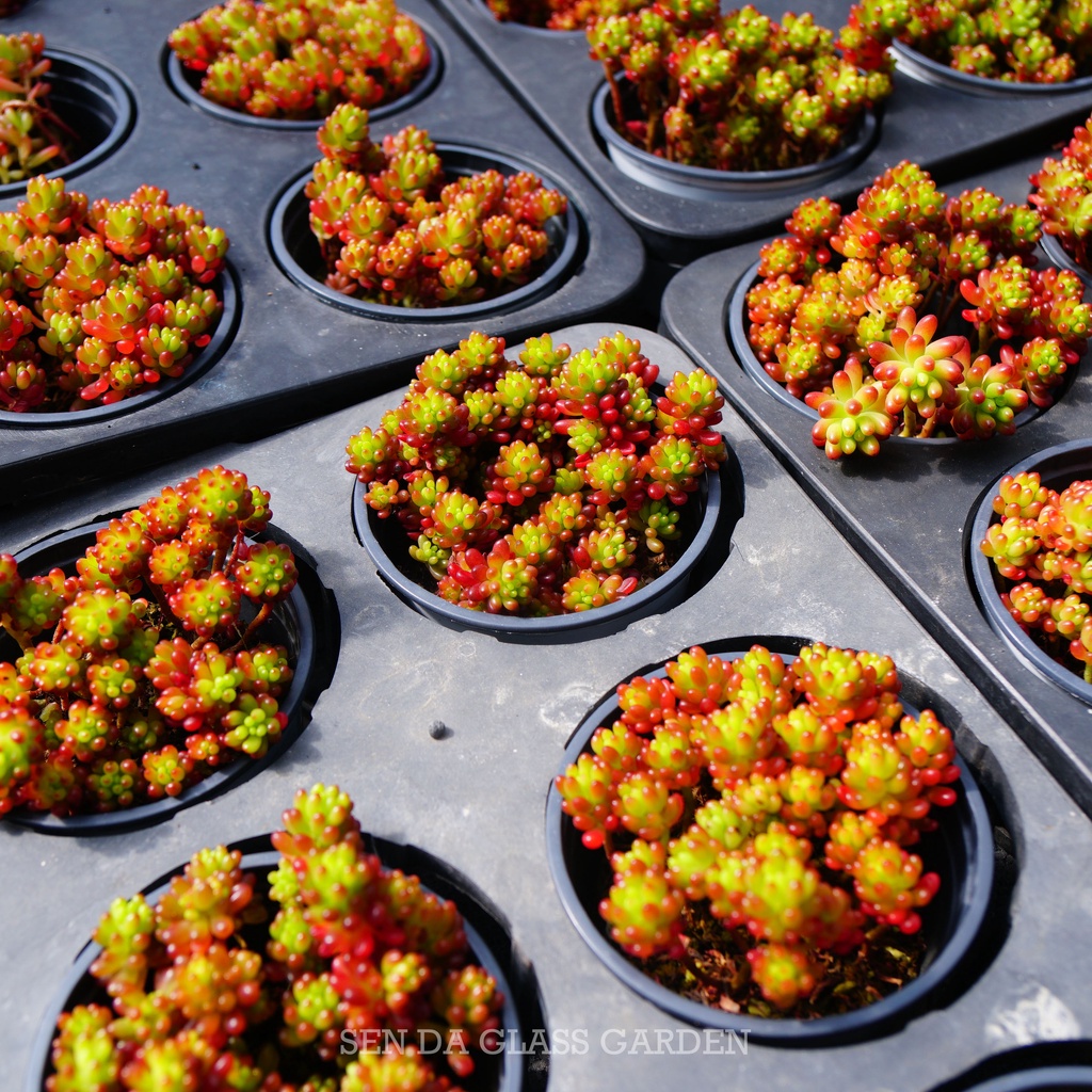 Sen Đá SEDUM MINIMI chậu 7cm GLASS GARDEN , siêu đẹp, màu giống hình, Hàng Thuần Khí hậu Đà lạt, Lỗi 1 đổi 1