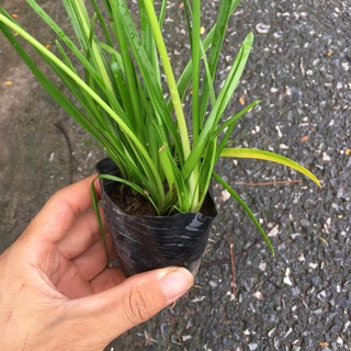 Cây Hoa Tóc Tiên (Cây Huệ Mưa) Trồng Sẵn,Dễ Chăm,Dễ Sống