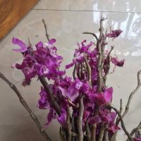 Kèn tím rừng. Chuẩn rừng
