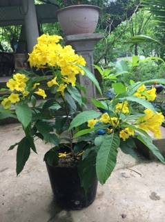 Hoa chuông vàng .