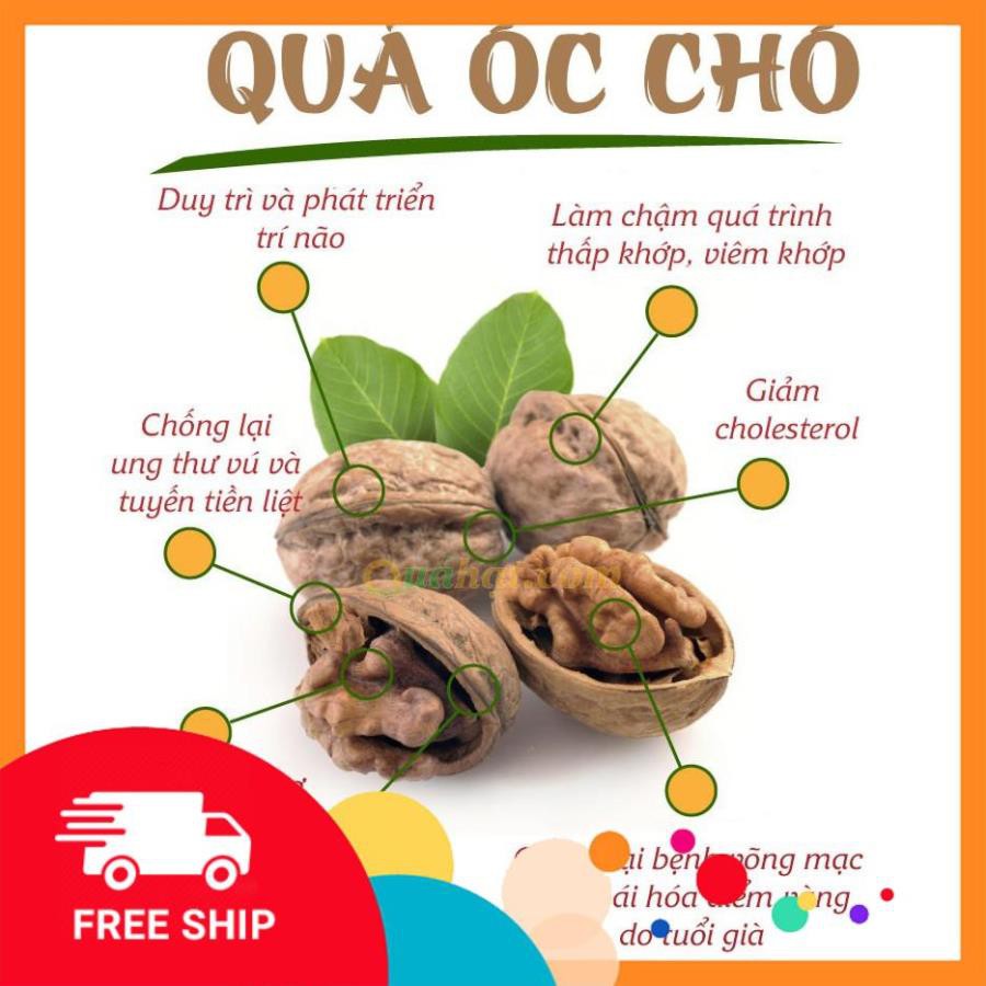 1 kg óc chó loại ngon tặng kìm tách hạt