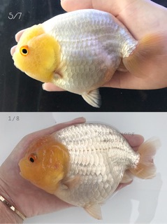 [LEN Goldfish] Cám Bufalo’s House