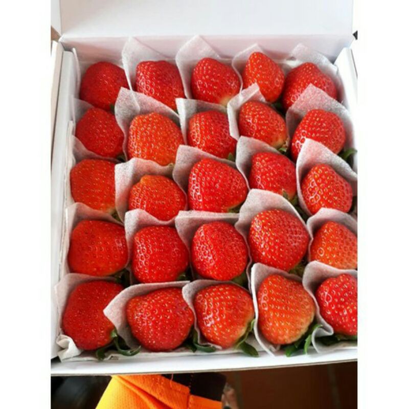 Cây Dâu Tây Sachinoka Nhật Bản Combo x10 Cây Giống Cấy Mô