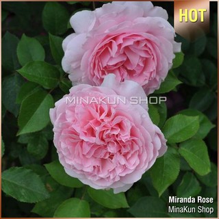 Hoa hồng ngoại Miranda Rose - MinaKun Shop