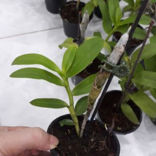 Hoa phong lan - trầm 5ct họng tím